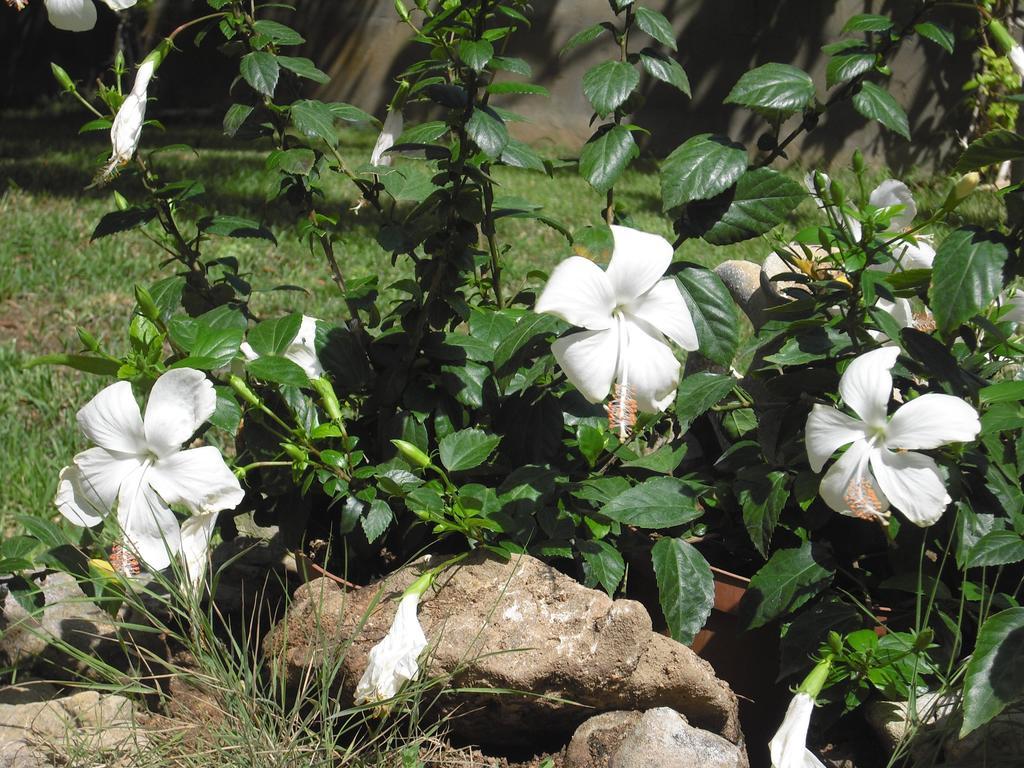 B&B Hibiscus Capoterra Buitenkant foto