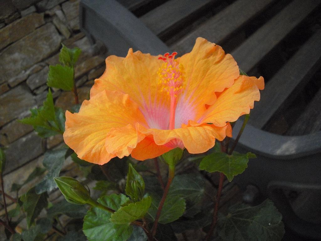 B&B Hibiscus Capoterra Buitenkant foto
