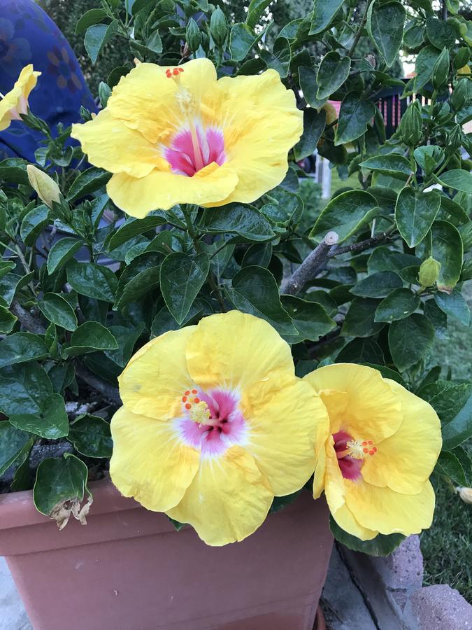 B&B Hibiscus Capoterra Buitenkant foto