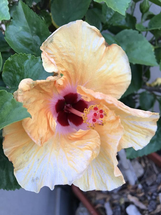 B&B Hibiscus Capoterra Buitenkant foto